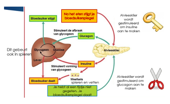 De alvleesklier en diabetes mellitus | Titel